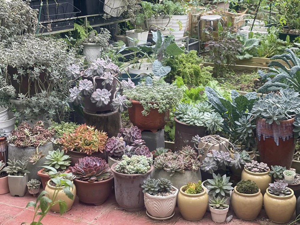 Chi 10 triệu cho mảnh vườn thứ hai sau khi đã có “vựa rau” rộng 70m2: Nhìn mê, chăm thì không dễ!