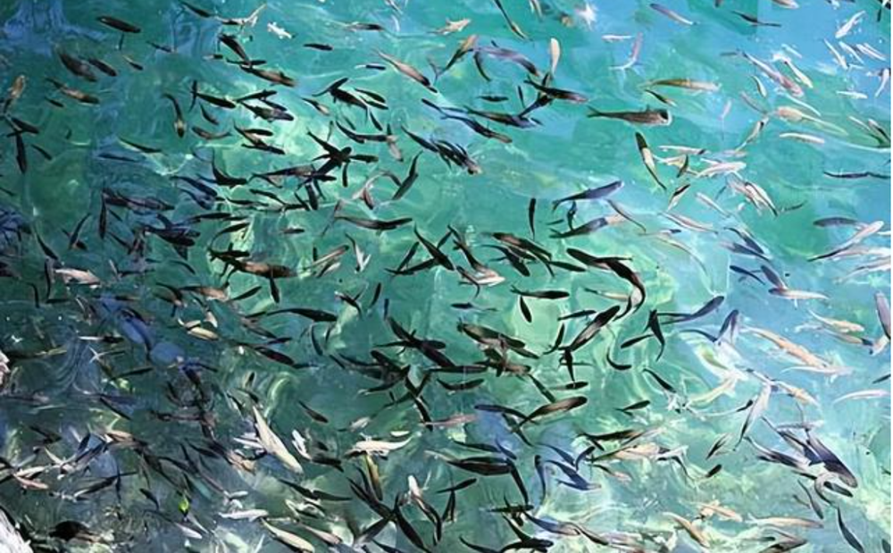 Hang động kỳ lạ phun ra hàng chục nghìn con cá mỗi năm - Ảnh 4.