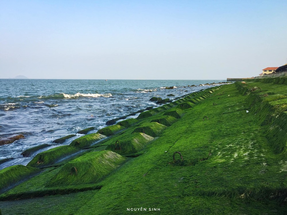 Cuối tháng 6 chính là “thời điểm vàng” để tới nơi này: Ngắm thảm rêu xanh dài cả trăm mét trên bờ biển chỉ có 1 lần trong năm - Ảnh 1.