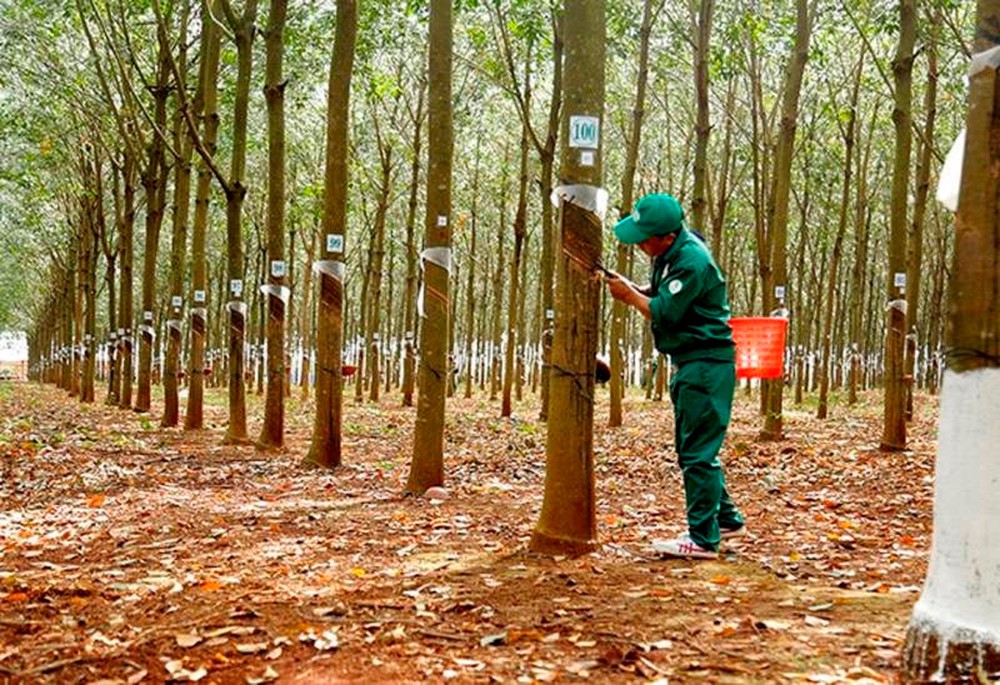 Chỉ một tháng, Trung Quốc mua cả trăm nghìn tấn ‘vàng trên cây’ của Việt Nam - Ảnh 2.