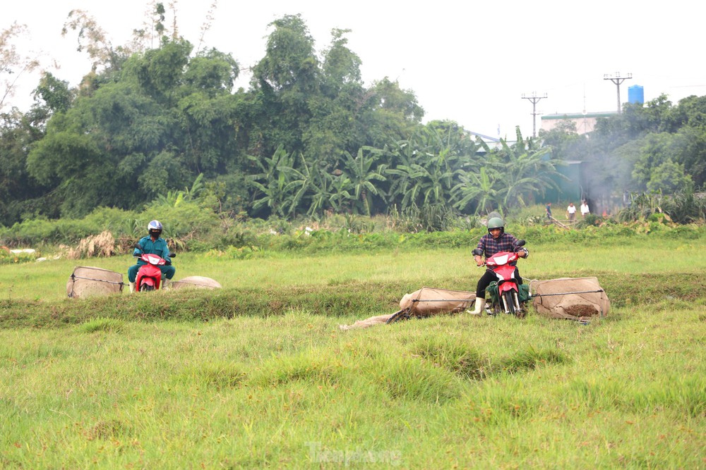 Vượt hơn 80km để săn châu chấu, nông dân Nghệ An kiếm tiền triệu mỗi ngày - Ảnh 10.