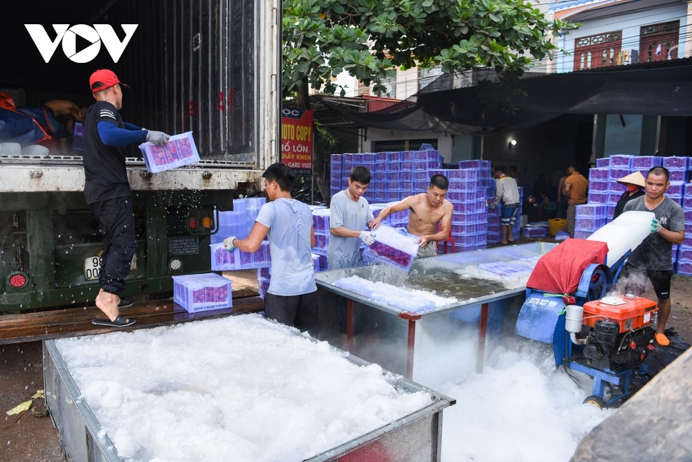 Người lao động thời vụ đổ xô về thủ phủ vải Bắc Giang, kiếm tiền triệu mỗi ngày - Ảnh 1.