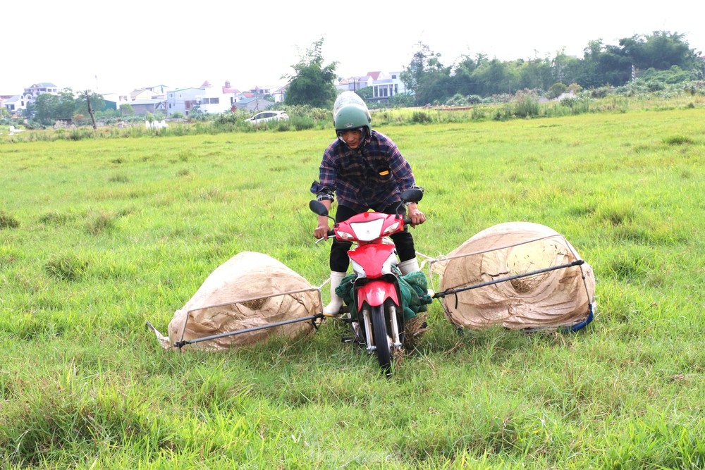 Vượt hơn 80km để săn châu chấu, nông dân Nghệ An kiếm tiền triệu mỗi ngày - Ảnh 3.