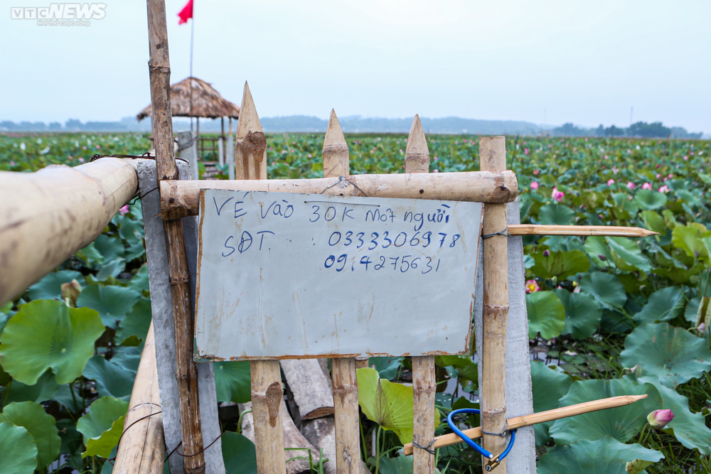 Rộn ràng mùa thu hoạch hạt ‘thần dược’, nông dân thu hàng chục triệu đồng mỗi vụ - Ảnh 13.