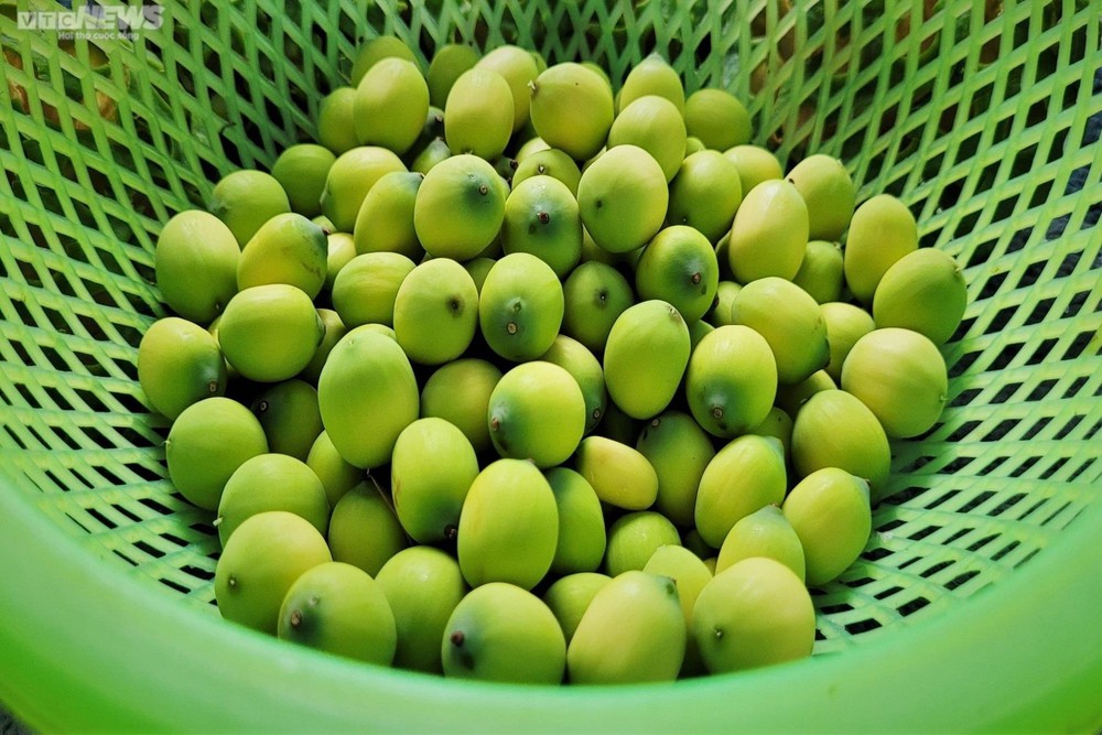 Rộn ràng mùa thu hoạch hạt ‘thần dược’, nông dân thu hàng chục triệu đồng mỗi vụ