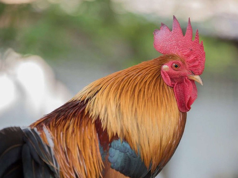 2 bộ phận của gà là cao thủ bơm máu cho cơ thể, tốt cho mắt, chống lão hóa - Ảnh 1.
