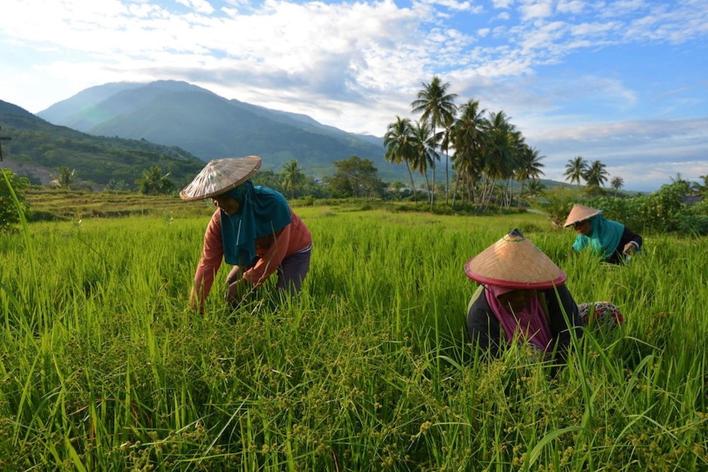 Sản lượng top 3 thế giới vẫn nhập khẩu hàng triệu tấn gạo khiến nông dân hoang mang, quốc gia này đang toan tính điều gì? - Ảnh 3.