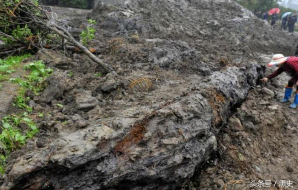 Lão nông khai hoang đào trúng cây gỗ 4.000 tuổi, chuyên gia: Giá không dưới 330 tỷ đồng - Ảnh 1.