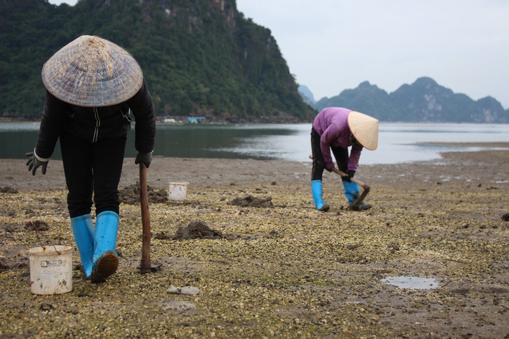 Đảo Minh Châu - nơi có đồi cát pha lê lại di chuyển dễ dàng cho các gia đình mà không phải ai cũng biết - Ảnh 20.