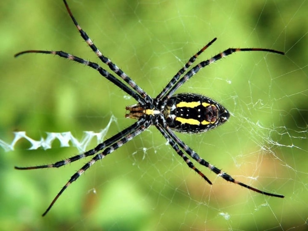 Vì sao tơ nhện bền hơn thép dù rất mỏng manh? - Ảnh 3.
