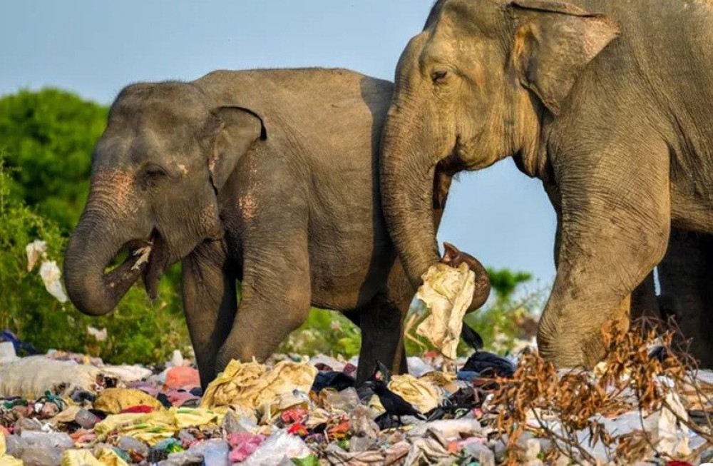 Hàng loạt voi, hươu chết vì ăn phải rác thải nhựa - Ảnh 1.