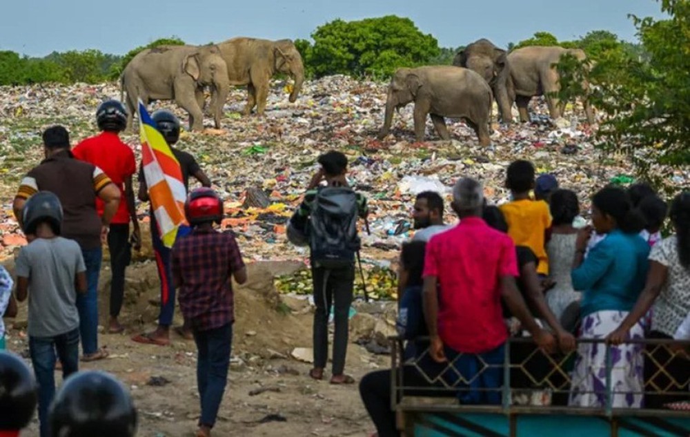 Hàng loạt voi, hươu chết vì ăn phải rác thải nhựa - Ảnh 3.