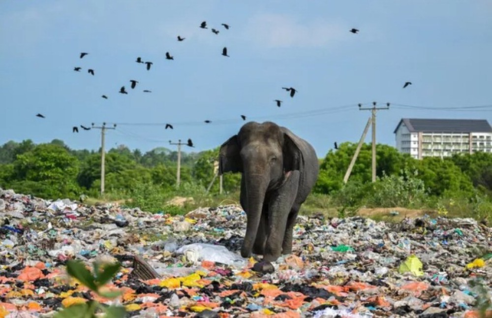 Hàng loạt voi, hươu chết vì ăn phải rác thải nhựa - Ảnh 5.