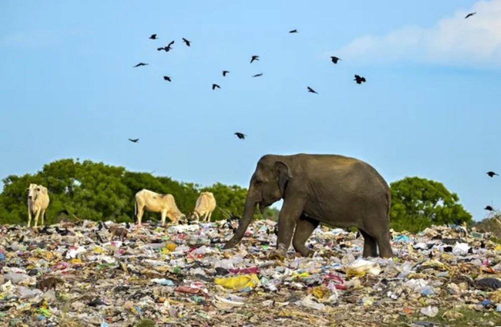 Hàng loạt voi, hươu chết vì ăn phải rác thải nhựa - Ảnh 8.