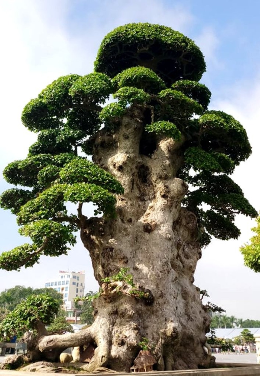 Báu vật phát lộc ở Việt Nam: Trả 20 tỷ chưa chắc mua nổi, xứng danh vua của các loài cây - Ảnh 1.