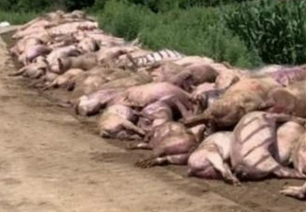 Trong 1 đêm, 462 con lợn bị sốc nhiệt khiến chủ trang trại gánh nợ 3,2 tỷ đồng - Ảnh 1.
