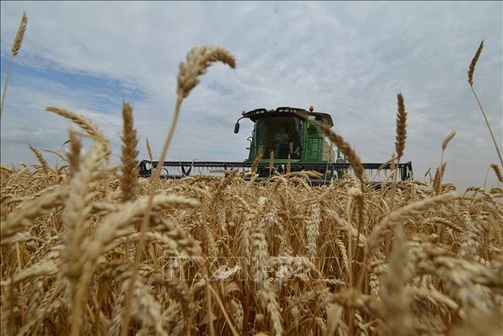 Quốc gia chiếm hơn 20% lượng lúa mì xuất khẩu toàn cầu bỗng rút khỏi thỏa thuận quan trọng, giá lương thực thế giới chịu áp lực tăng giá mới - Ảnh 1.