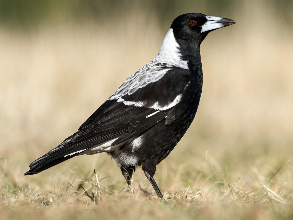Phát hiện của các nhà nghiên cứu ở châu Âu: Loài chim đã sử dụng gai chống chim để làm tổ - Ảnh 7.