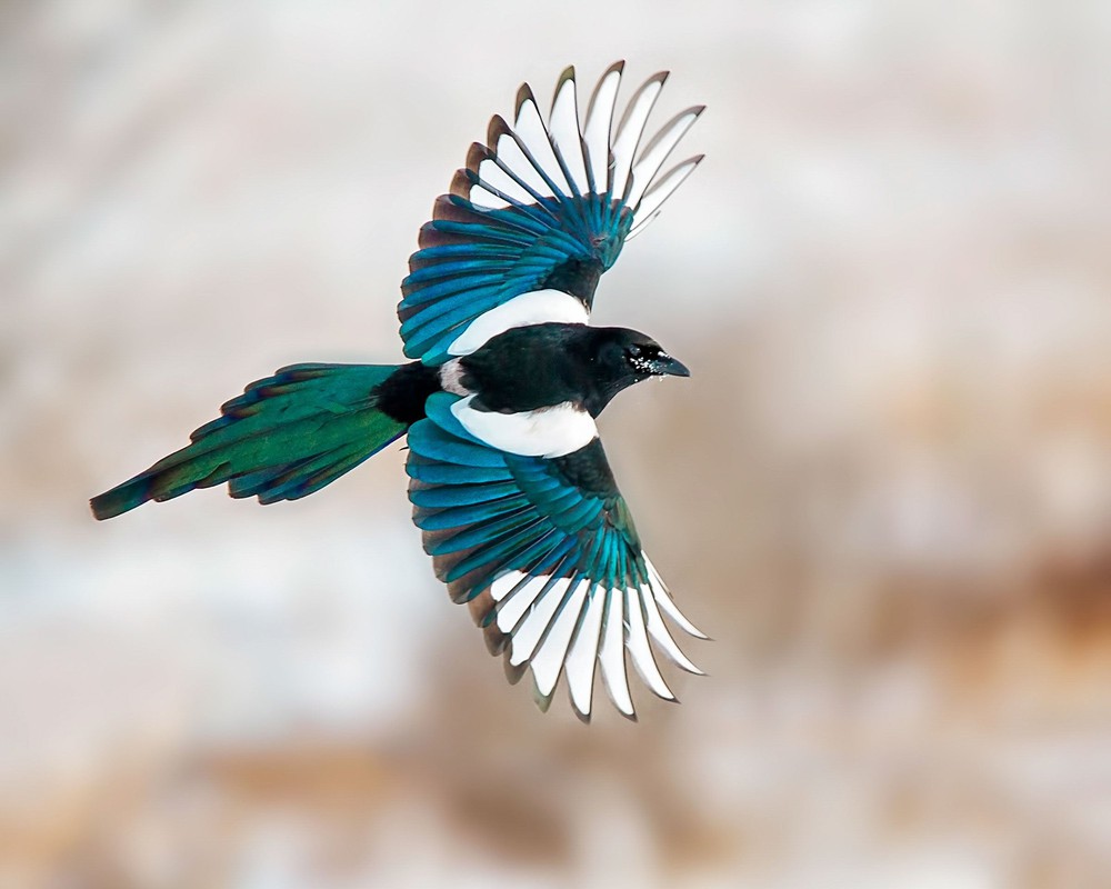 Phát hiện của các nhà nghiên cứu ở châu Âu: Loài chim đã sử dụng gai chống chim để làm tổ - Ảnh 6.