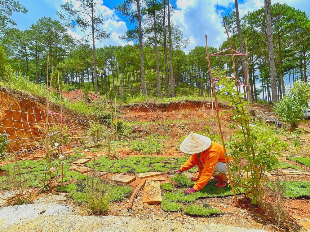 Chàng trai cầu hôn bằng chiếc nhẫn 150.000 đồng, đưa vợ đi mua mảnh đất 40.000m2