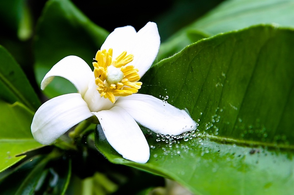 5 loại hoa quen thuộc trong vườn là vựa thuốc quý - Ảnh 2.