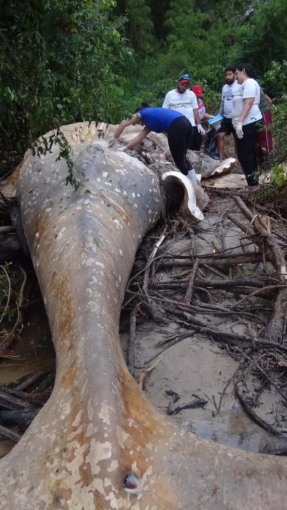 Bí ẩn về thi thể cá voi nằm giữa rừng Amazon khiến các nhà khoa học phải đi tìm câu trả lời - Ảnh 3.