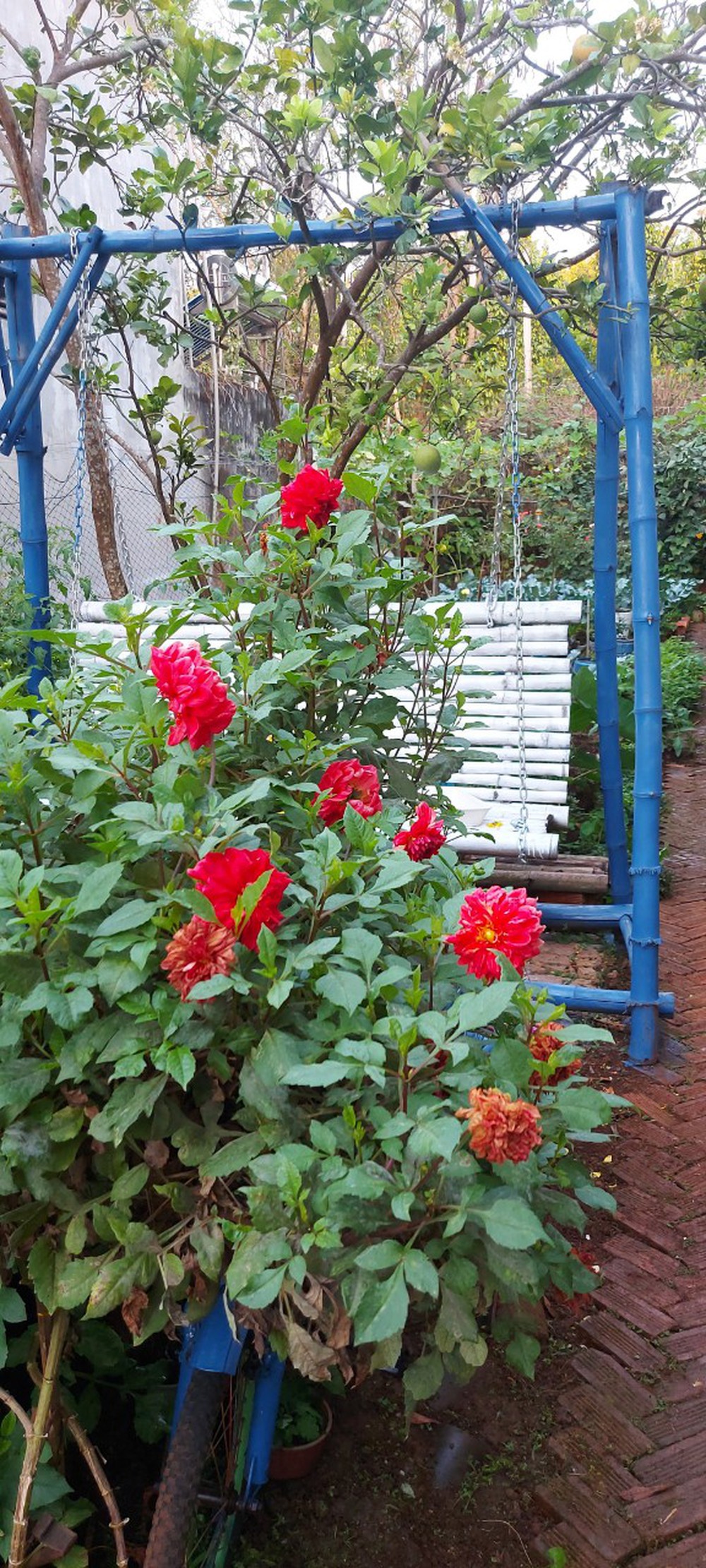 Kế toán trưởng có vườn rau xịn: Tay thon mềm thành chai sạn, hơi ngại khi gặp đối tác