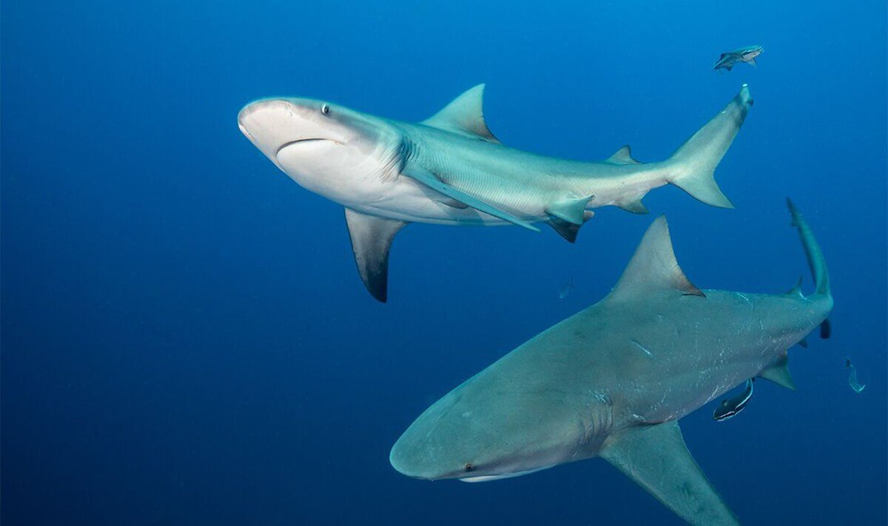 Giới khoa học cảnh báo về hiện tượng cá mập có thể “nghiện ma túy” - Ảnh 4.