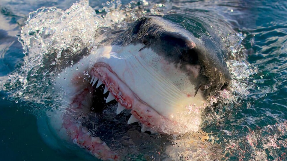 Giới khoa học cảnh báo về hiện tượng cá mập có thể “nghiện ma túy” - Ảnh 3.