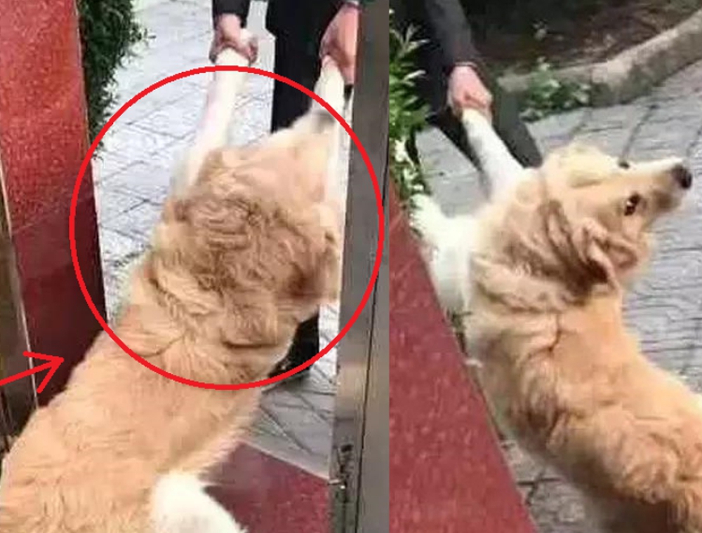 Đưa chó Golden sang nhà hàng xóm chơi đúng giờ cơm trưa, chủ khóc dở mếu dở với hành động này của chó cưng - Ảnh 2. Đưa chó Golden sang nhà hàng xóm chơi đúng giờ cơm trưa, chủ khóc dở mếu dở với hành động này của chó cưng - Ảnh 2.