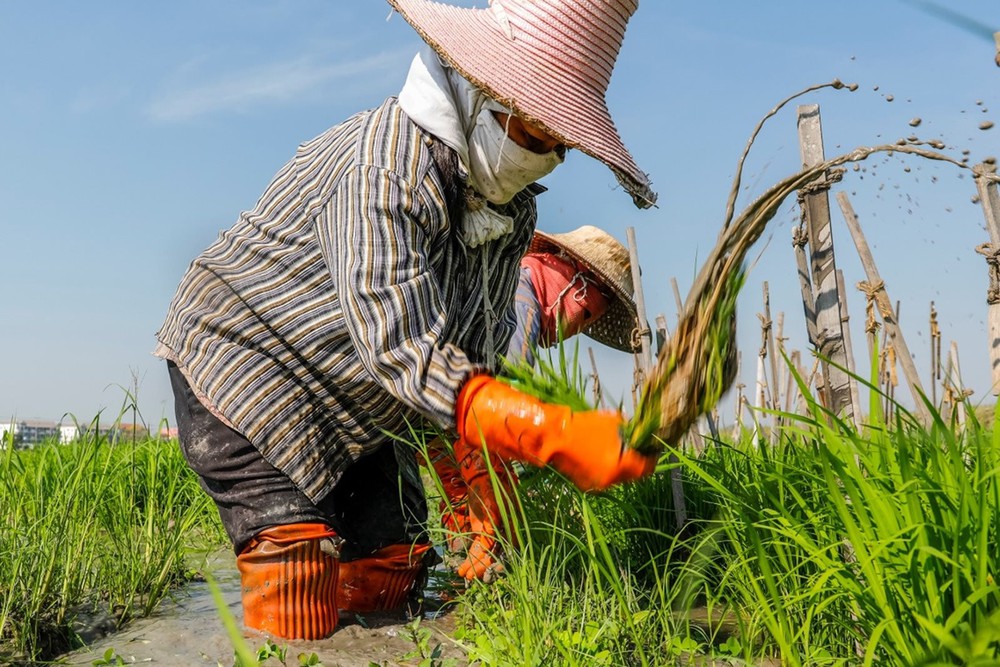 Ấn Độ cấm xuất khẩu gạo: Gạo Việt Nam tăng giá, một nước láng giềng lo lắng - Ảnh 2.