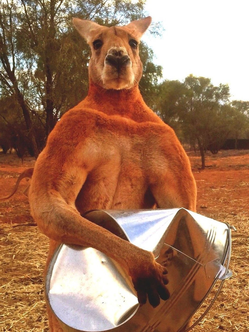 Con người sẽ sớm được cấy gân của kangaroo để phục hồi những chần thương vùng đầu gối - Ảnh 4.
