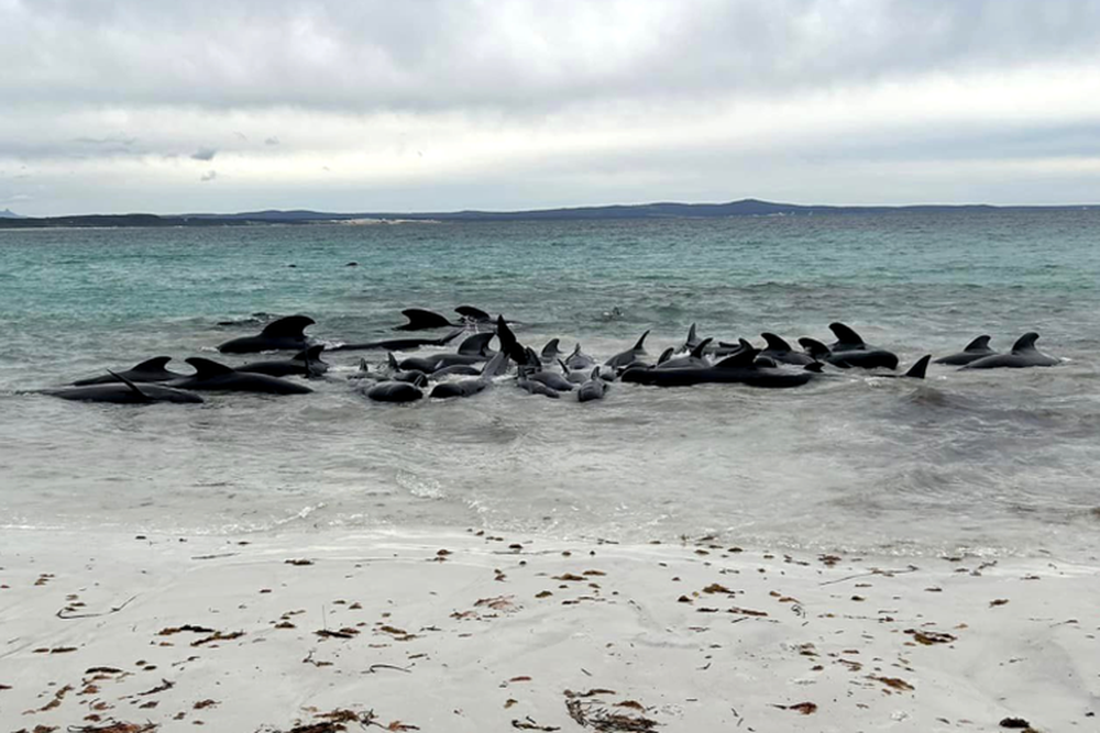 Chùm ảnh bí ẩn gần 100 cá voi chết trên bãi biển - Ảnh 6.