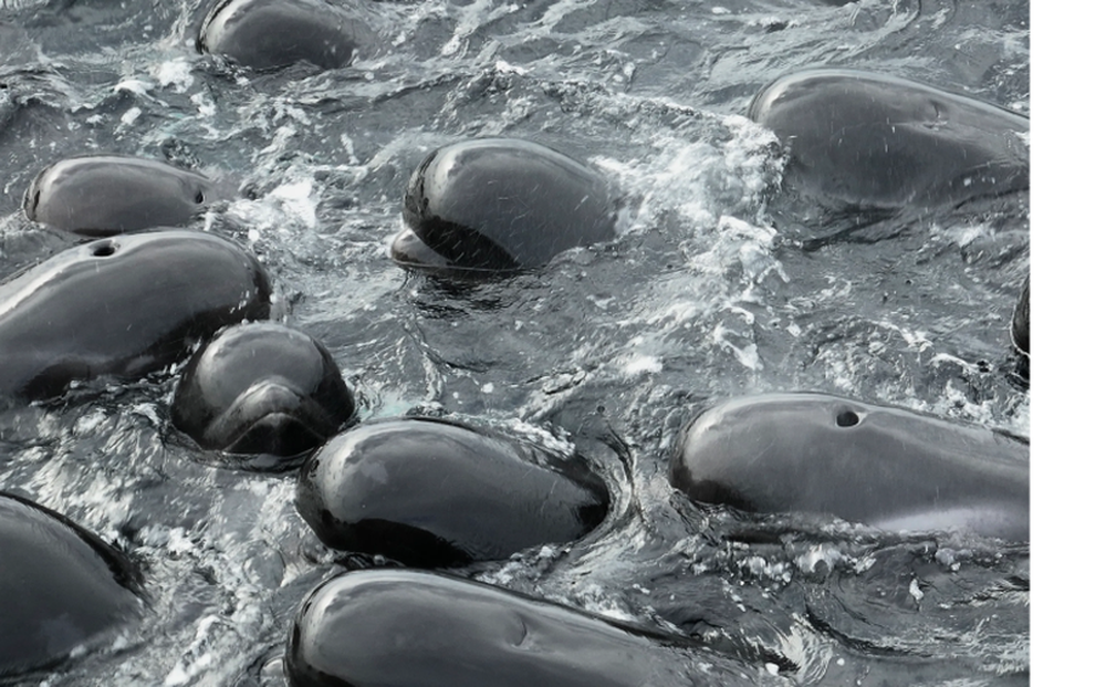 Chùm ảnh bí ẩn gần 100 cá voi chết trên bãi biển - Ảnh 7.