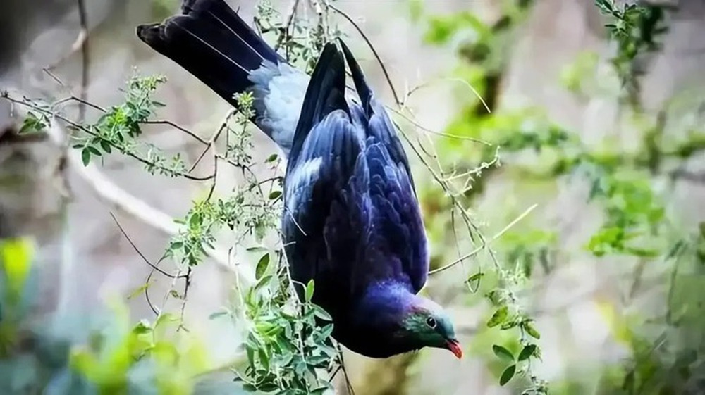 Vì sao loài chim bồ câu gỗ New Zealand được mệnh danh là những gã say xỉn trên trời? - Ảnh 7.