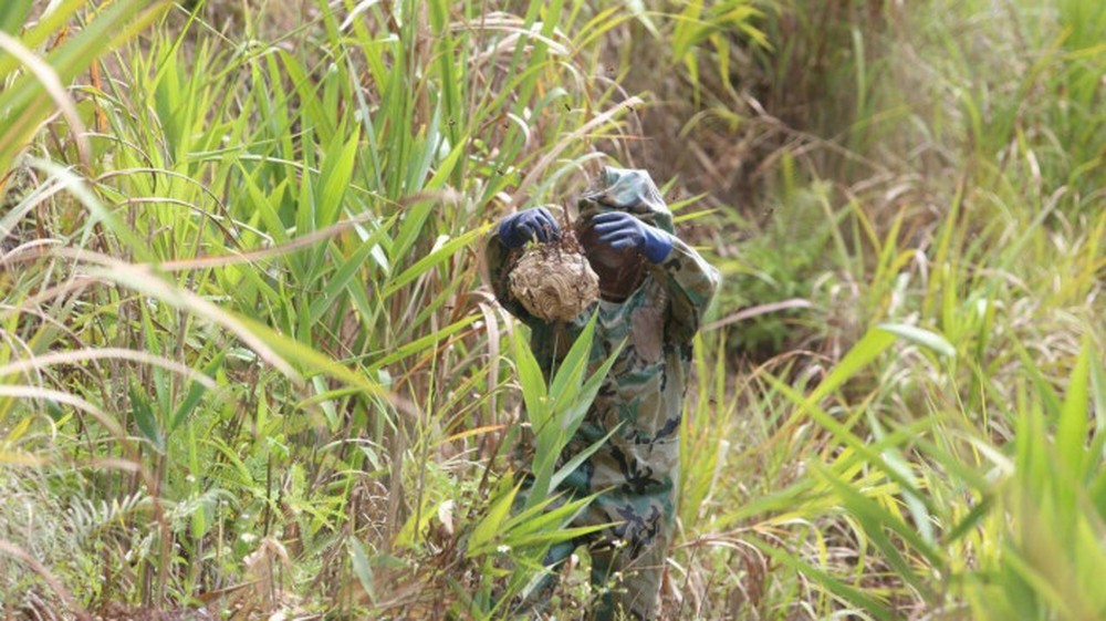 Người đàn ông vào rừng săn loài kịch độc, kiếm hàng chục triệu đồng - Ảnh 6.