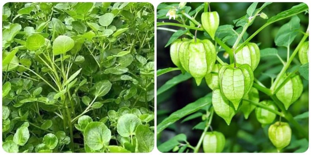 3 loại rau trường thọ mọc dại đầy ở Việt Nam còn tốt hơn cả nhân sâm - Ảnh 1.