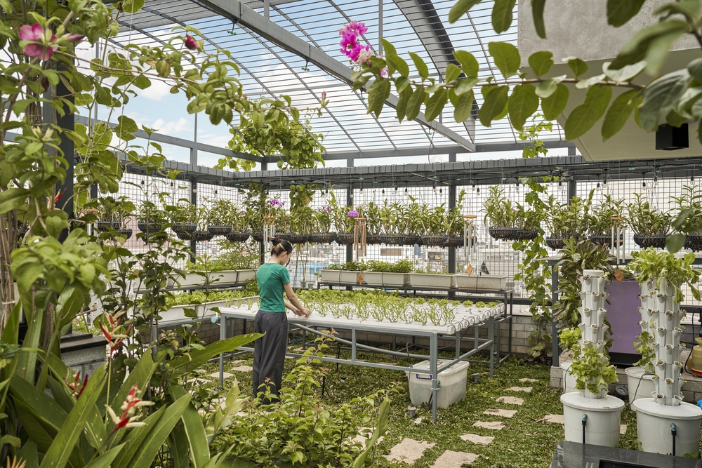 Giữa phố thị đông đúc và chật chội, một căn nhà có cả vườn cây và ao cá thu hút mọi ánh nhìn - Ảnh 8.