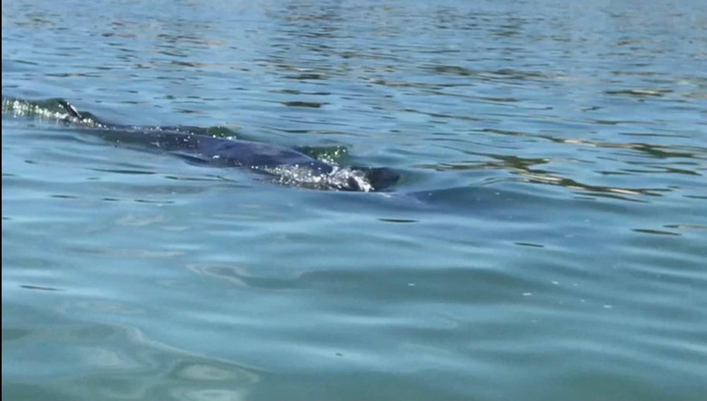 Cá voi xuất hiện gần bờ biển ở Thừa Thiên - Huế - Ảnh 2.