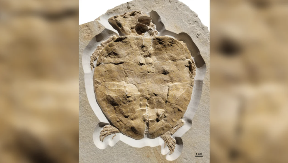 Phát hiện hóa thạch gần như nguyên vẹn của rùa biển từ kỷ Jura - Ảnh 1.