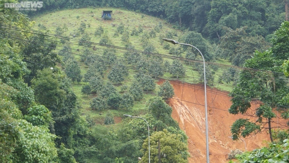 Sạt lở đèo Bảo Lộc: Đất rừng trồng sầu riêng là không đúng quy định - Ảnh 3.