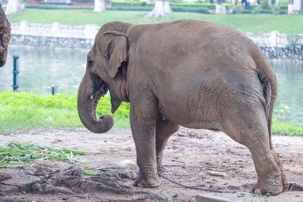 Cận cảnh hai chú voi sống khổ với xiềng xích ở vườn thú Hà Nội - Ảnh 13.