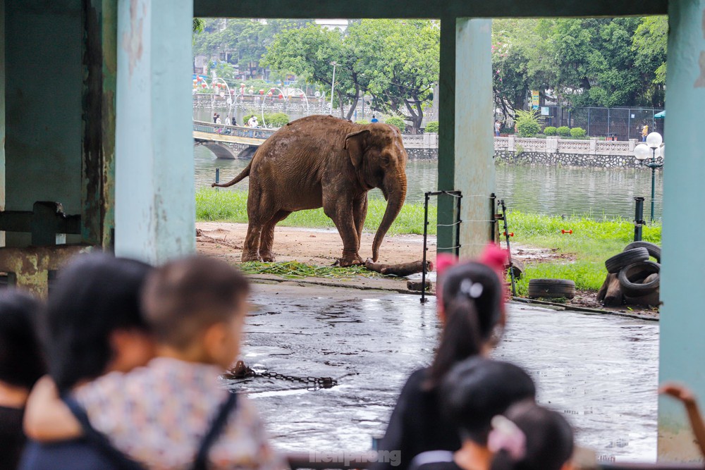 Cận cảnh hai chú voi sống khổ với xiềng xích ở vườn thú Hà Nội - Ảnh 2.