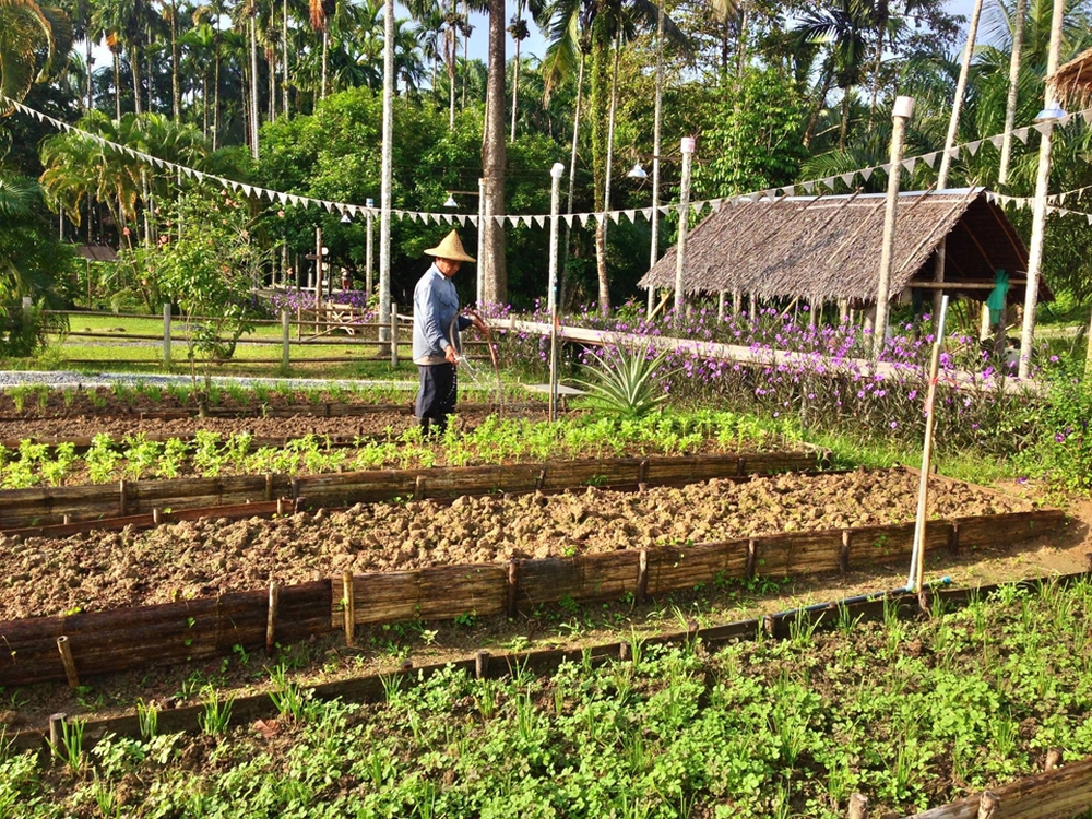 Ngôi nhà với vườn rau xanh mướt ai nhìn cũng thích - Ảnh 4.