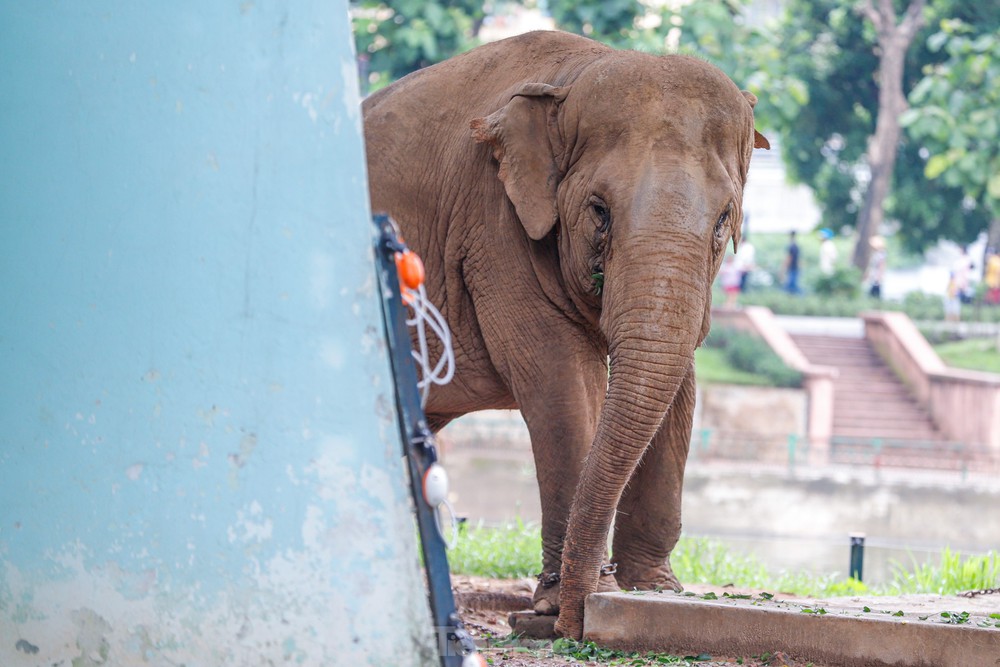 Cận cảnh hai chú voi sống khổ với xiềng xích ở vườn thú Hà Nội - Ảnh 12.