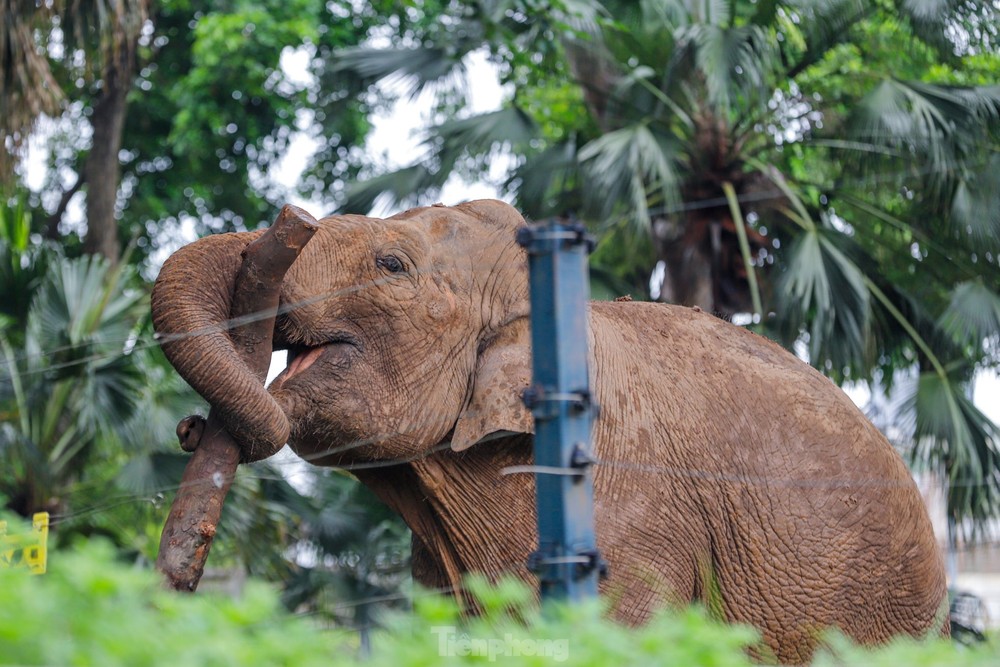 Cận cảnh hai chú voi sống khổ với xiềng xích ở vườn thú Hà Nội - Ảnh 11.