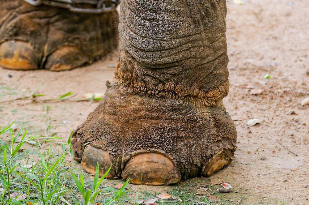 Cận cảnh hai chú voi sống khổ với xiềng xích ở vườn thú Hà Nội - Ảnh 10.