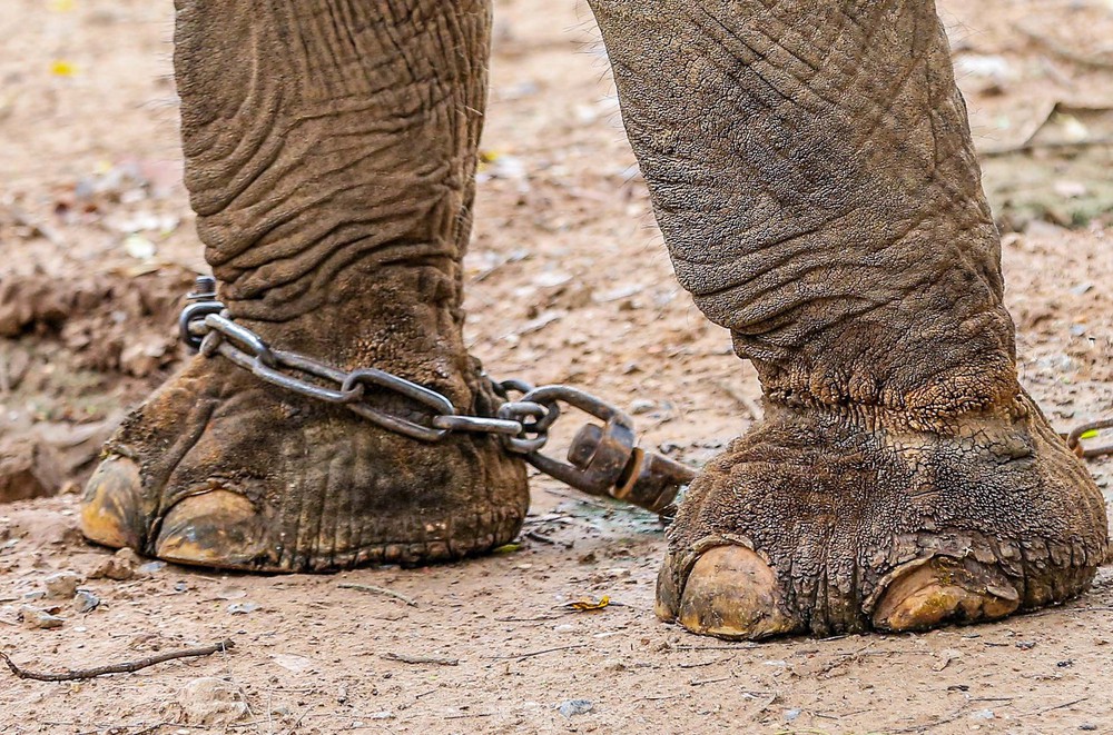Cận cảnh hai chú voi sống khổ với xiềng xích ở vườn thú Hà Nội - Ảnh 9.