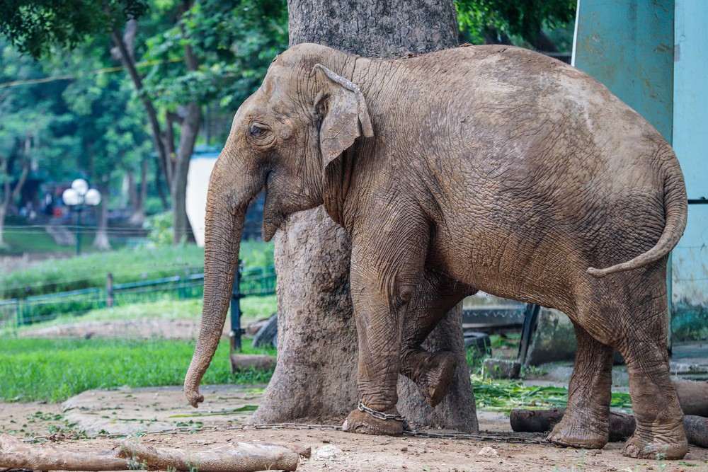 Cận cảnh hai chú voi sống khổ với xiềng xích ở vườn thú Hà Nội - Ảnh 8.