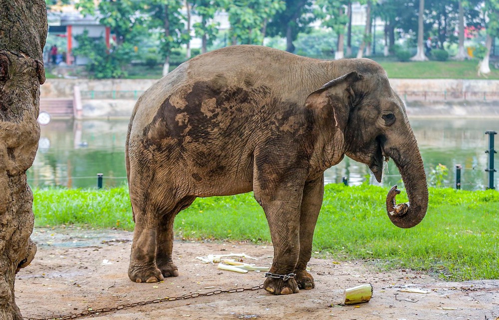 Cận cảnh hai chú voi sống khổ với xiềng xích ở vườn thú Hà Nội - Ảnh 6.